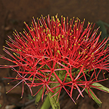Scadoxus multiflorus